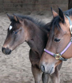 2011 AQHA Filly