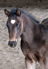 2011 AQHA Filly