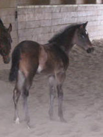 2011 AQHA Filly
