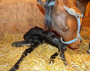 2011 AQHA Filly