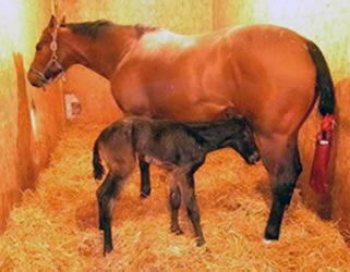 2011 AQHA Filly