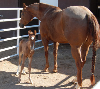 2011 Foal