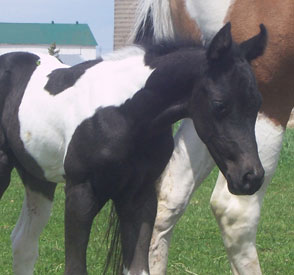 2011 APHA Filly