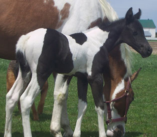 2011 APHA Filly